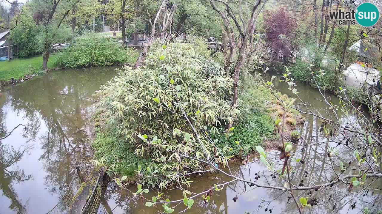 Yellow-cheeked gibbon Zoo Ljubljana livecam