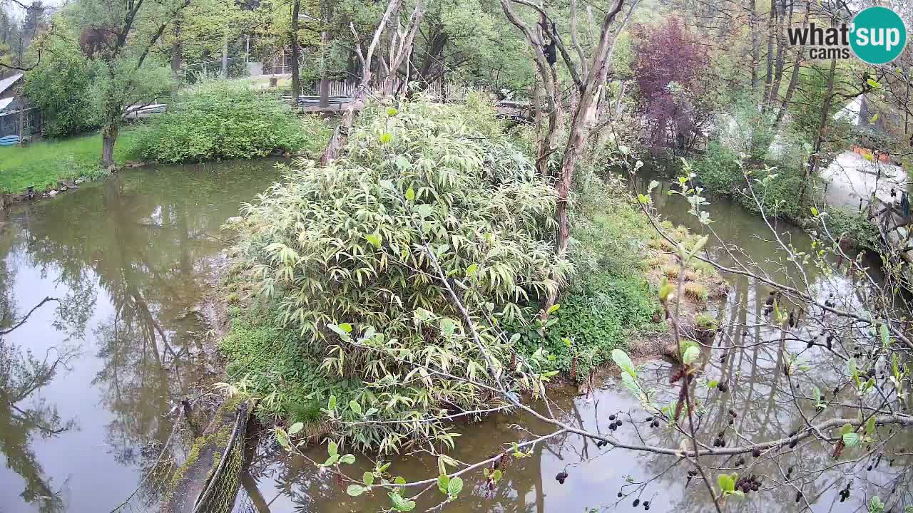 Gibbone dalle guance rosa nello ZOO di Ljubljana