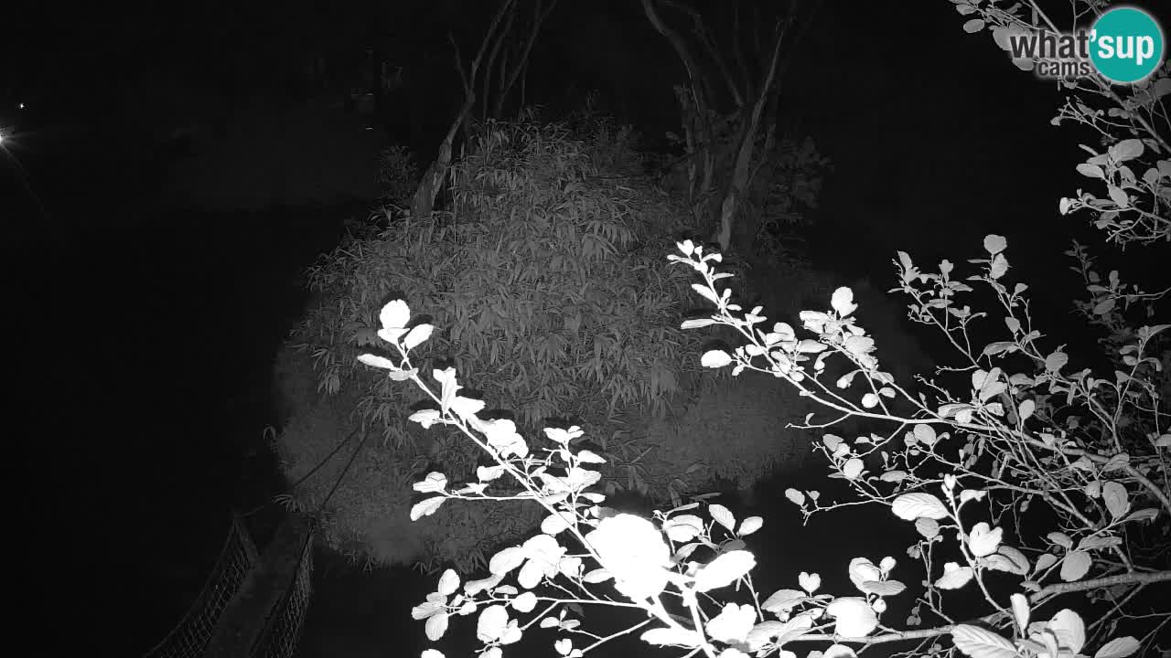 Südlicher Gelbwangen-Schopfgibbon Zoo Ljubljana webcam