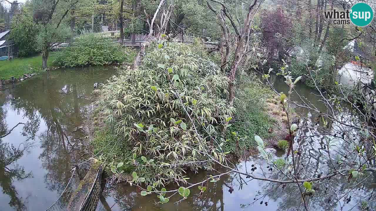 Südlicher Gelbwangen-Schopfgibbon Zoo Ljubljana webcam