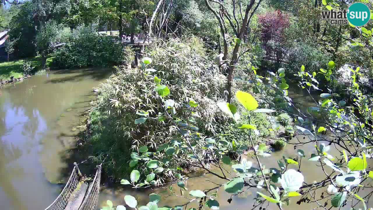 Yellow-cheeked gibbon Zoo Ljubljana livecam