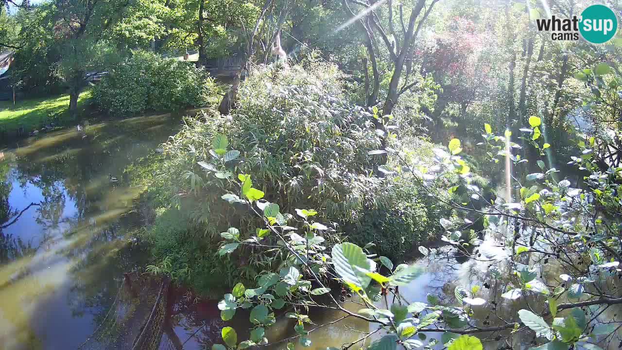 Yellow-cheeked gibbon Zoo Ljubljana livecam