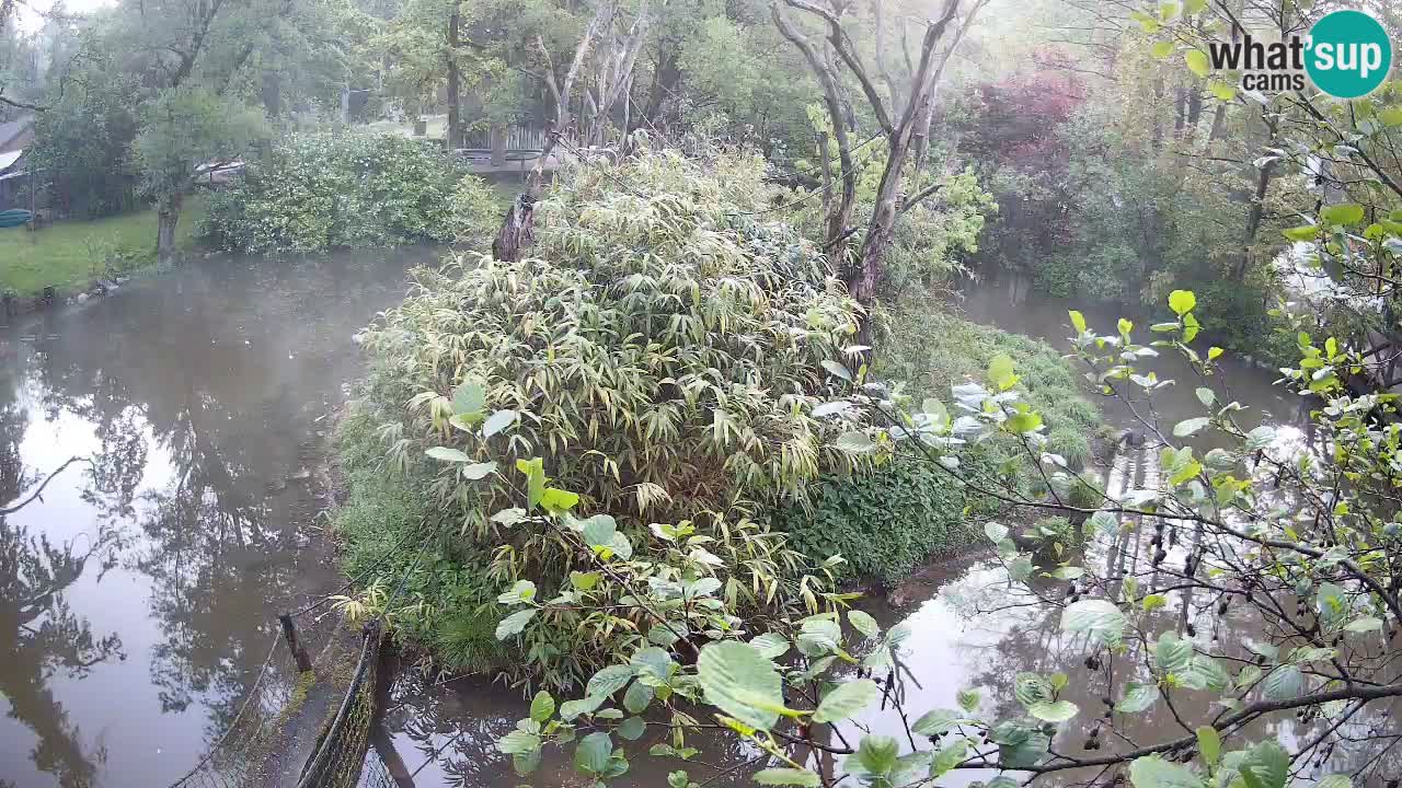 Gibbone dalle guance rosa nello ZOO di Ljubljana