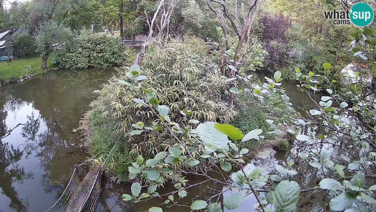 Gibbone dalle guance rosa nello ZOO di Ljubljana