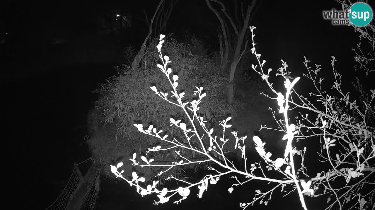 Gibbone dalle guance rosa nello ZOO di Ljubljana