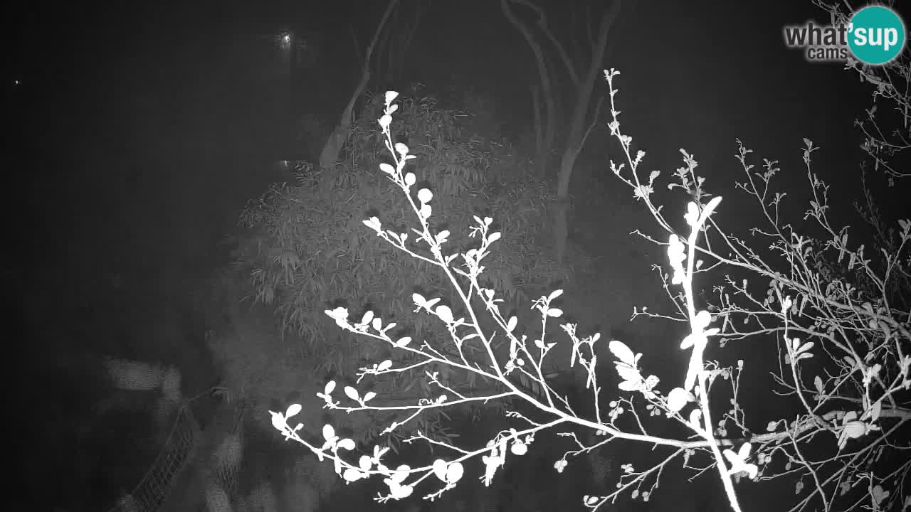 Gibón de mejillas beige Zoo Ljubljana