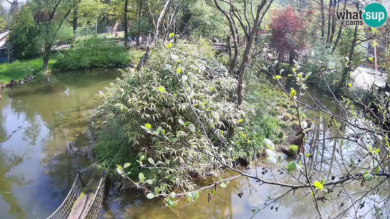 Yellow-cheeked gibbon Zoo Ljubljana livecam