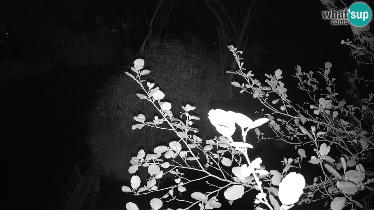 Yellow-cheeked gibbon Zoo Ljubljana livecam