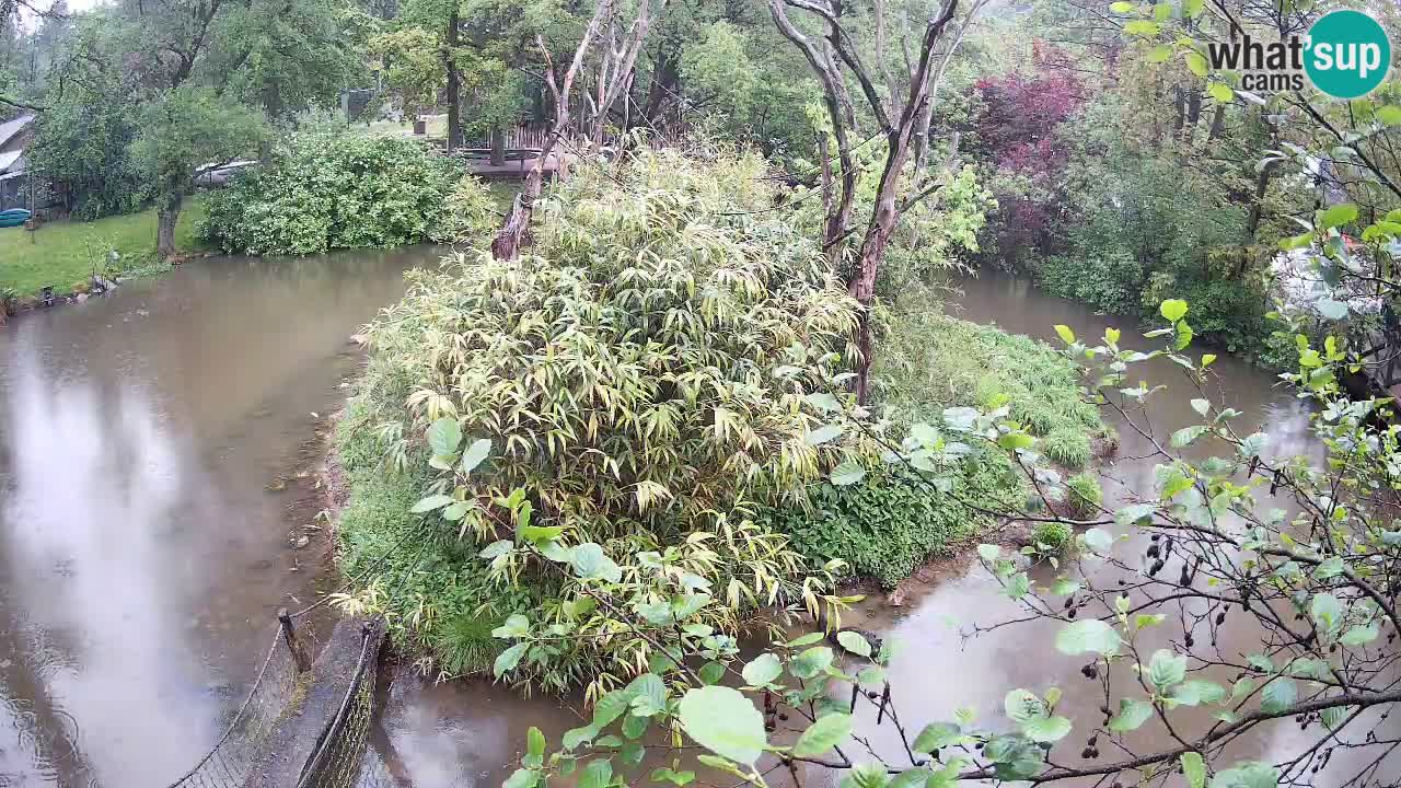 Gibbon à joues jaunes Zoo Ljubljana live cam