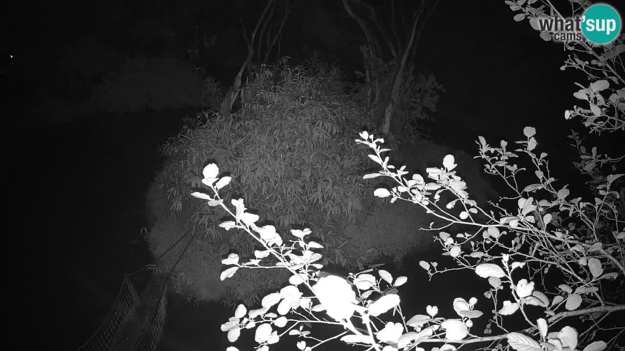 Südlicher Gelbwangen-Schopfgibbon Zoo Ljubljana webcam