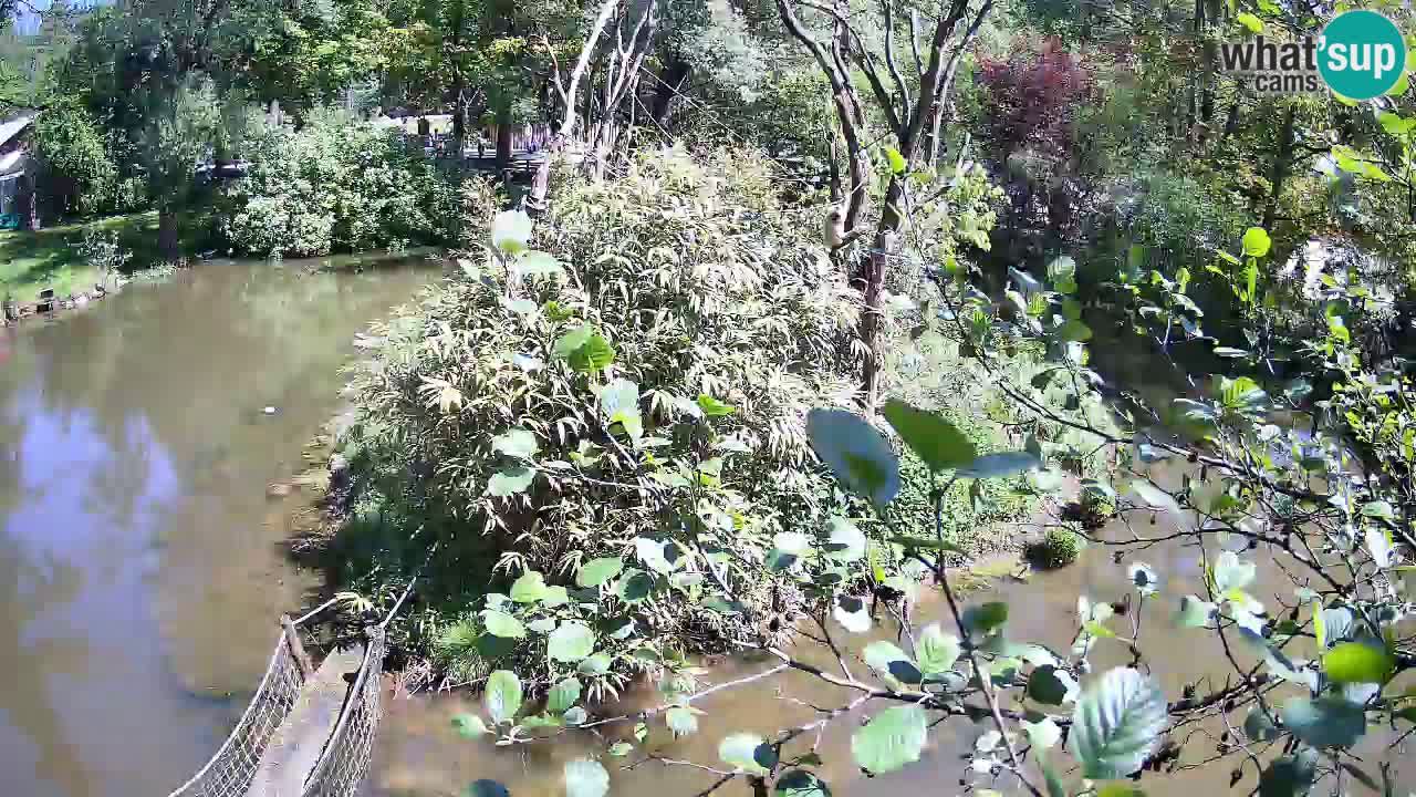 Gibbon à joues jaunes Zoo Ljubljana live cam