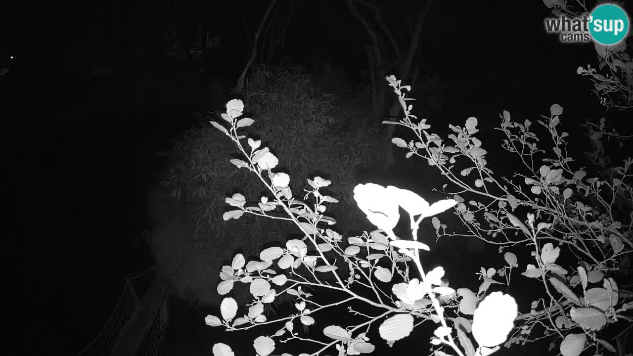 Gibon – Nomascus gabriellae – Zoo Ljubljana web kamera