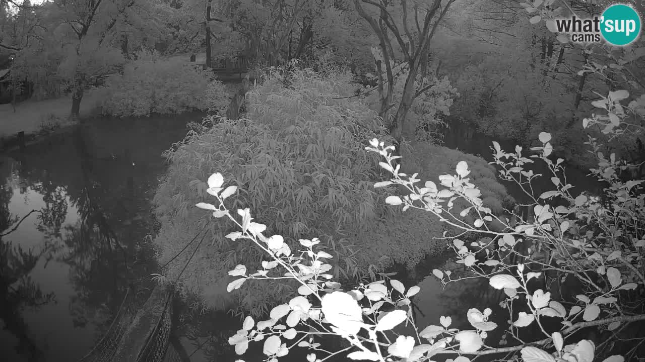 Gibbon à joues jaunes Zoo Ljubljana live cam