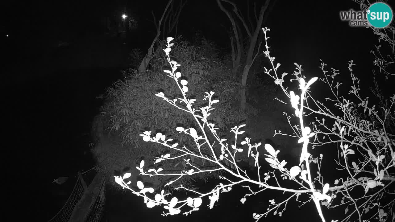 Yellow-cheeked gibbon Zoo Ljubljana livecam