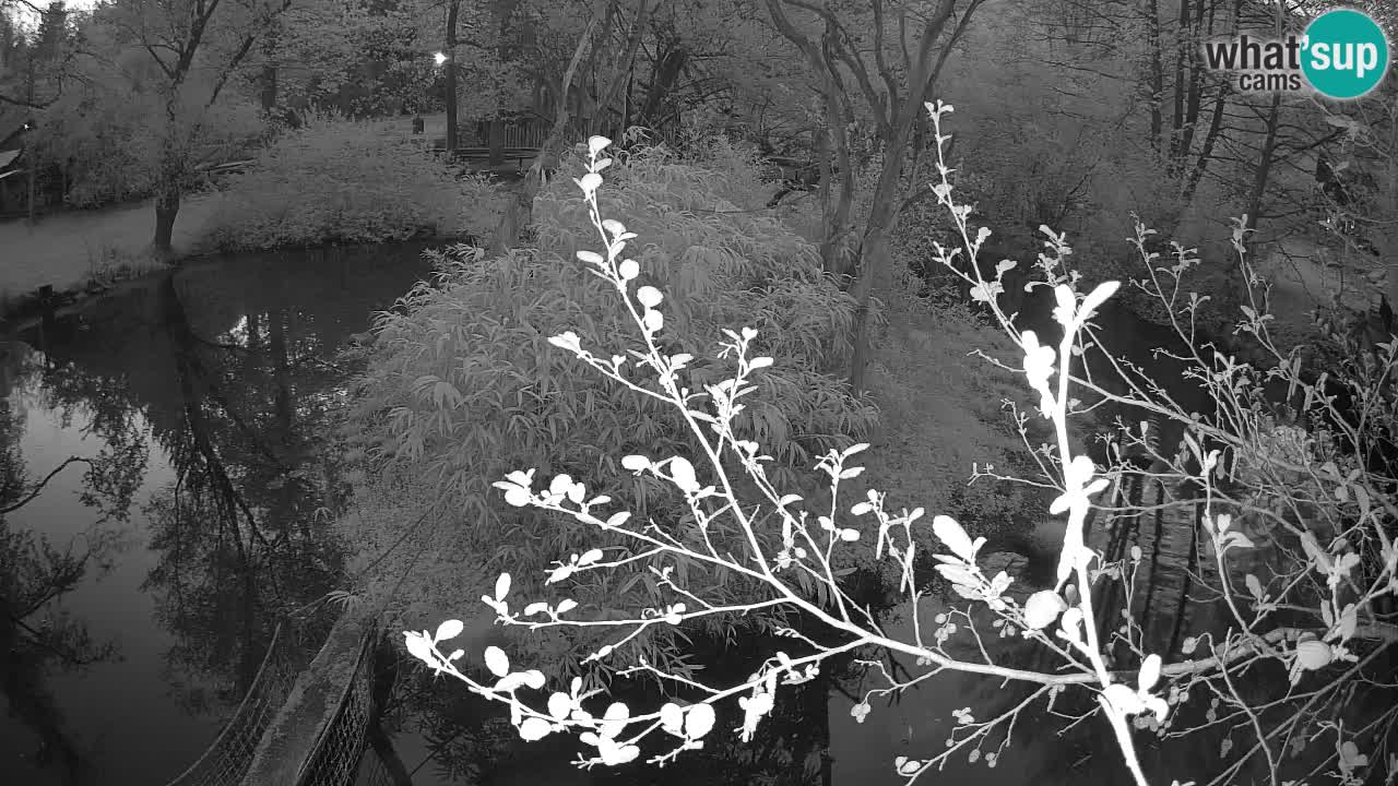 Gibon – Nomascus gabriellae – Zoo Ljubljana web kamera