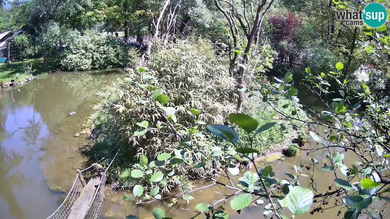 Südlicher Gelbwangen-Schopfgibbon Zoo Ljubljana webcam