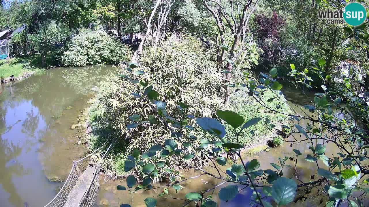 Gibbone dalle guance rosa nello ZOO di Ljubljana