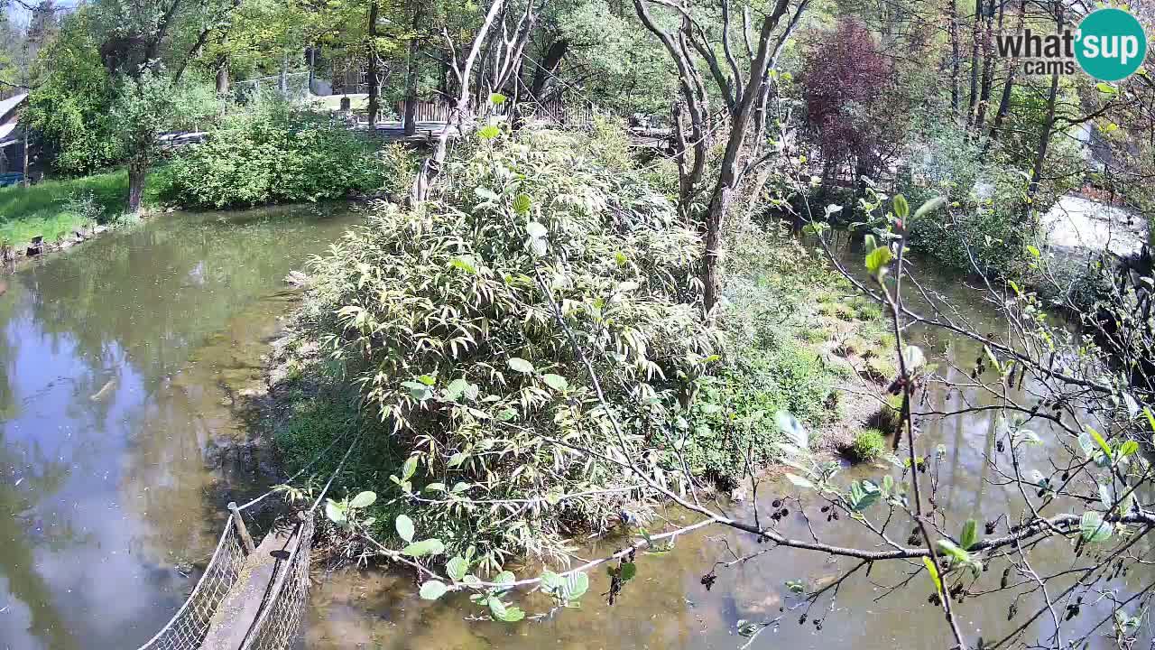 Südlicher Gelbwangen-Schopfgibbon Zoo Ljubljana webcam
