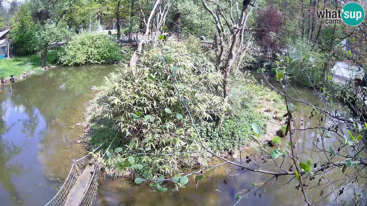 Zlatolični gibon živalski vrt Ljubljana