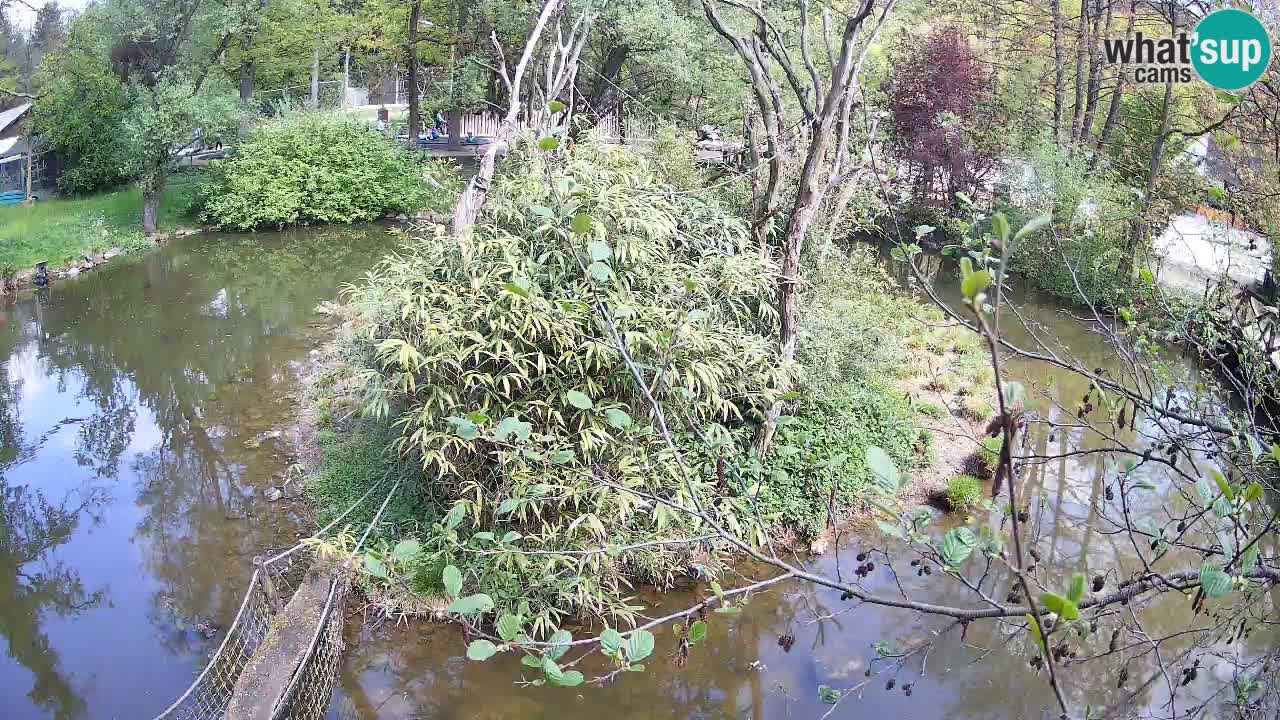 Gibbone dalle guance rosa nello ZOO di Ljubljana