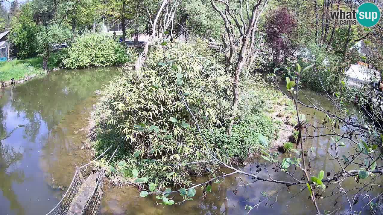 Gibbon à joues jaunes Zoo Ljubljana live cam
