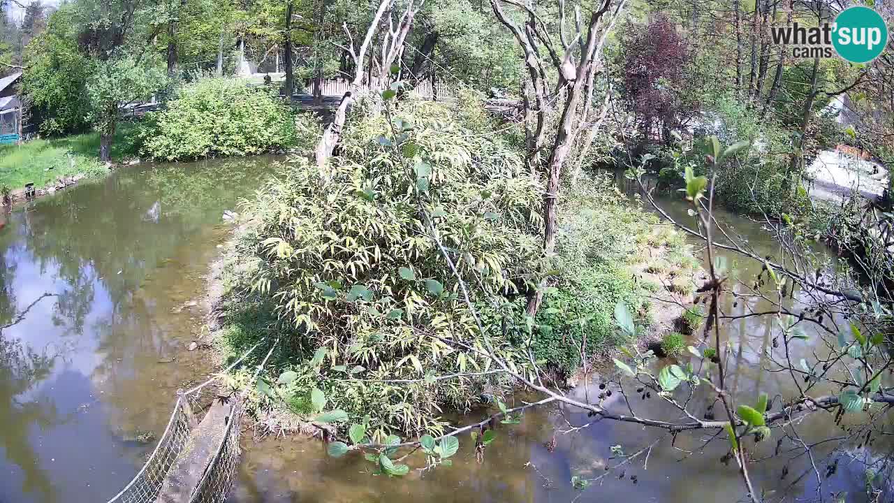 Gibbon à joues jaunes Zoo Ljubljana live cam