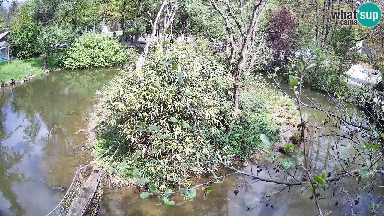 Gibón de mejillas beige Zoo Ljubljana