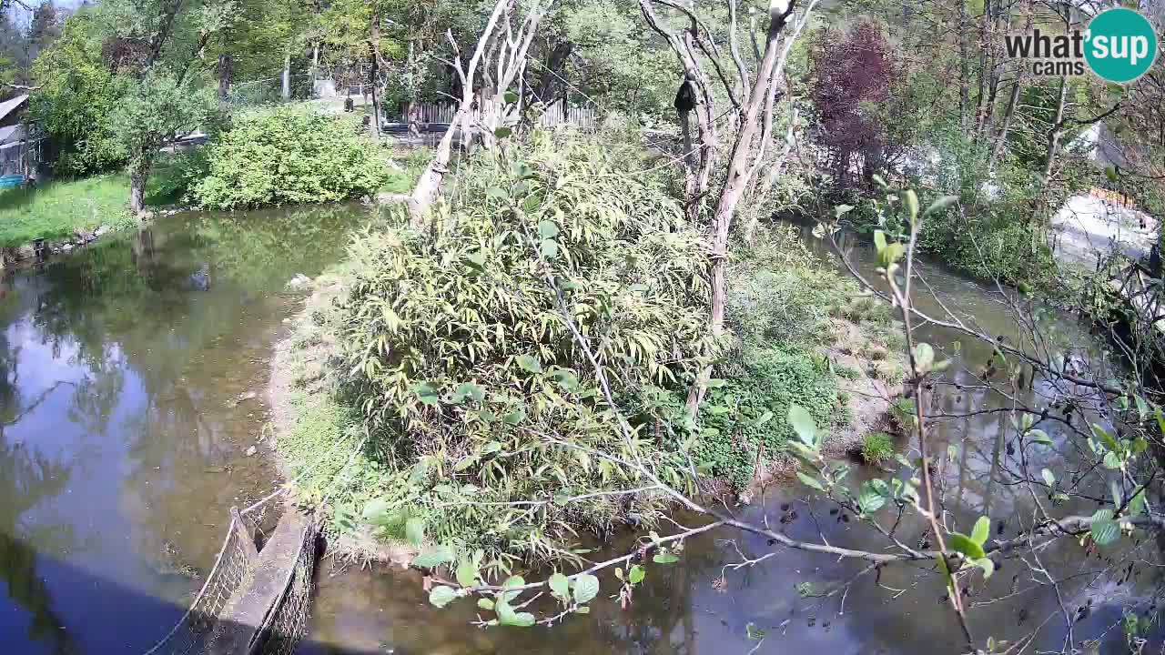 Yellow-cheeked gibbon Zoo Ljubljana livecam