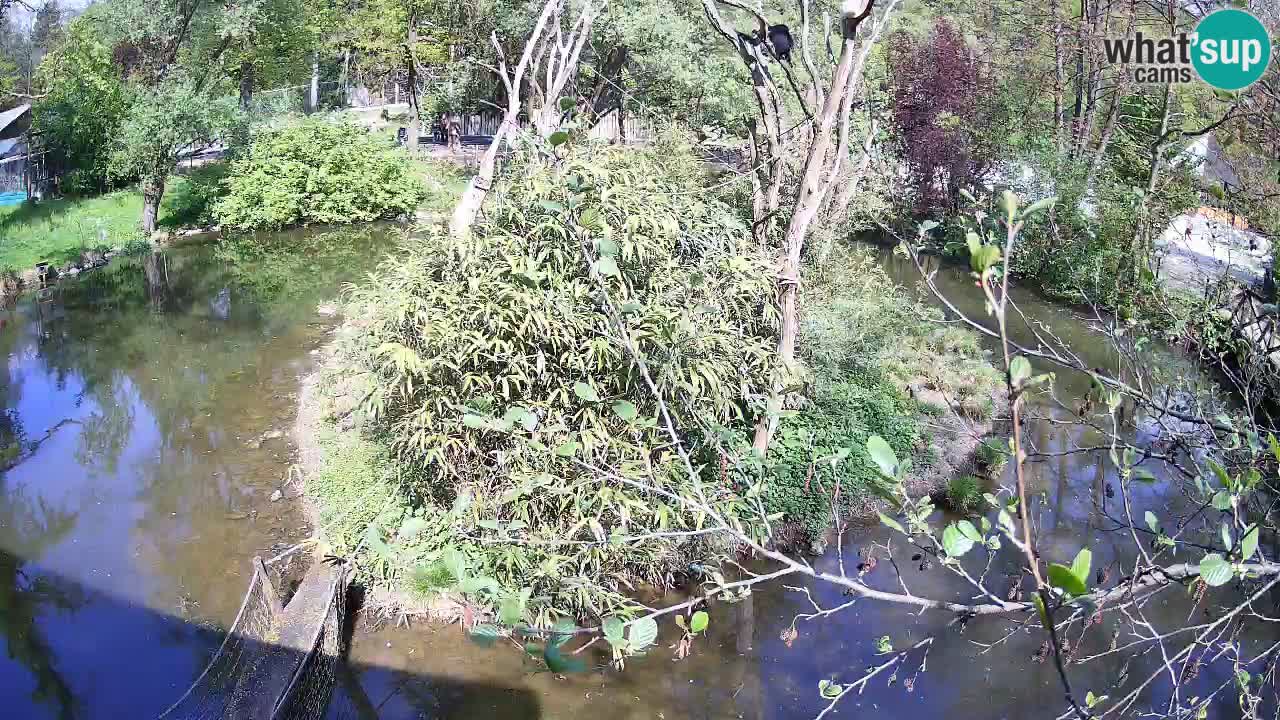 Südlicher Gelbwangen-Schopfgibbon Zoo Ljubljana webcam