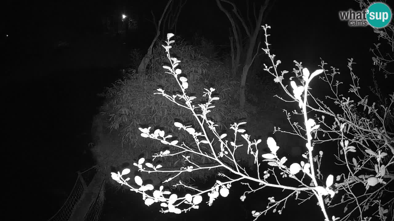 Gibón de mejillas beige Zoo Ljubljana