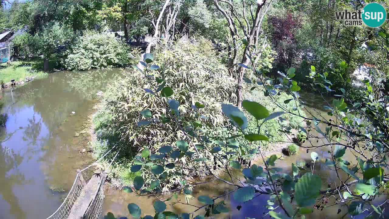 Südlicher Gelbwangen-Schopfgibbon Zoo Ljubljana webcam