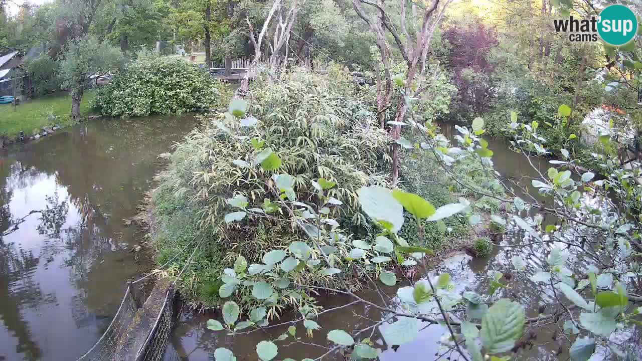 Yellow-cheeked gibbon Zoo Ljubljana livecam