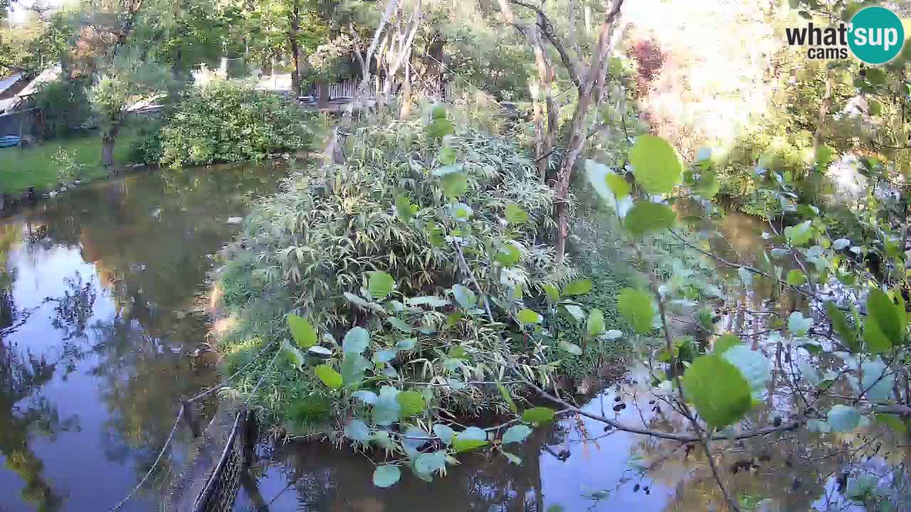 Yellow-cheeked gibbon Zoo Ljubljana livecam