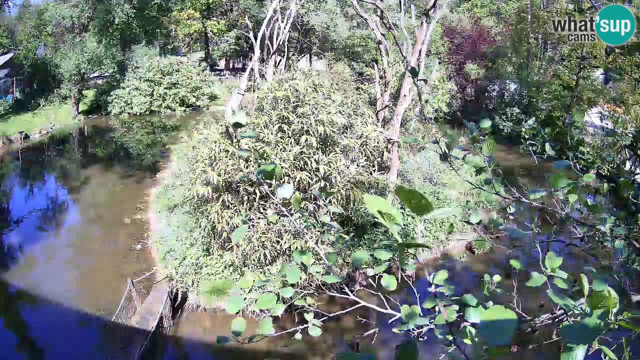 Gibbone dalle guance rosa nello ZOO di Ljubljana