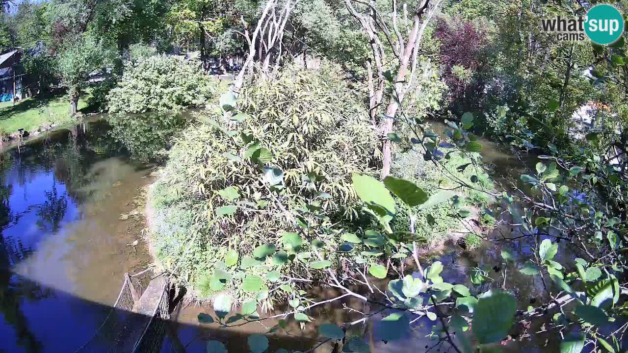 Yellow-cheeked gibbon Zoo Ljubljana livecam