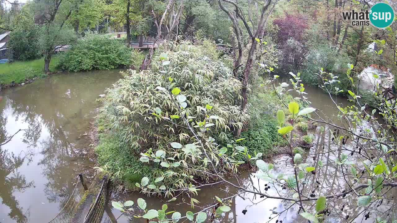 Gibbon à joues jaunes Zoo Ljubljana live cam