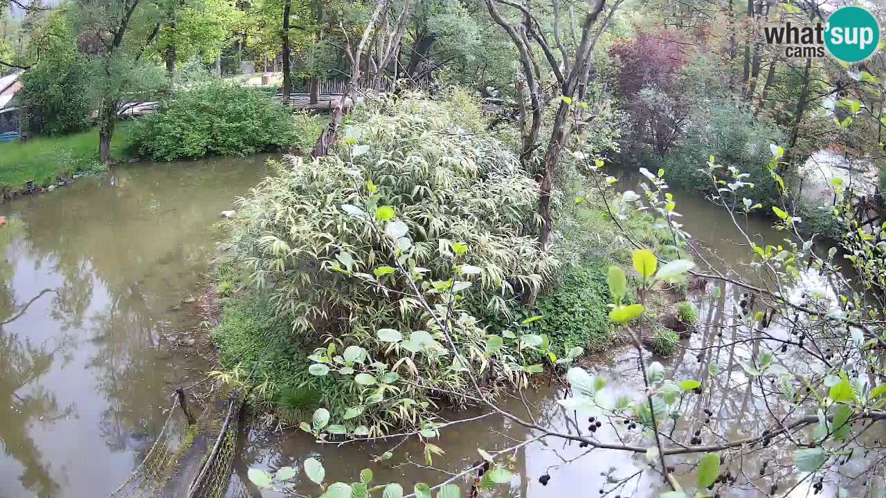 Zlatolični gibon živalski vrt Ljubljana