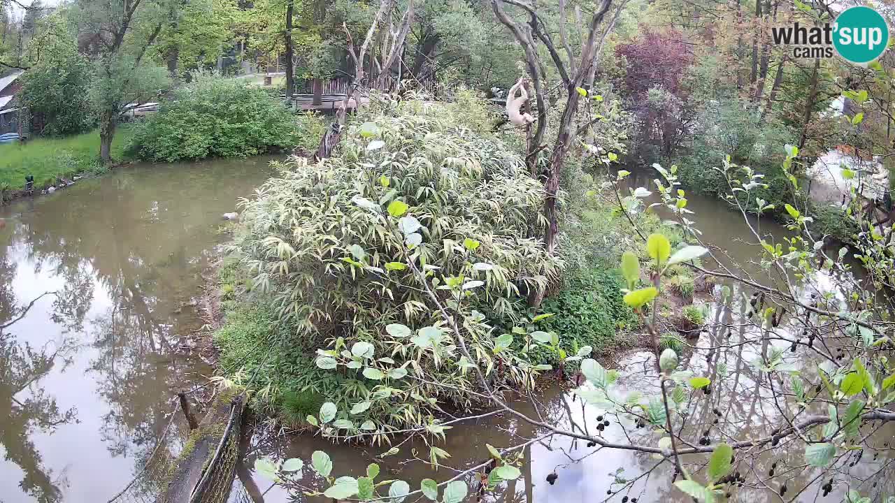Zlatolični gibon živalski vrt Ljubljana
