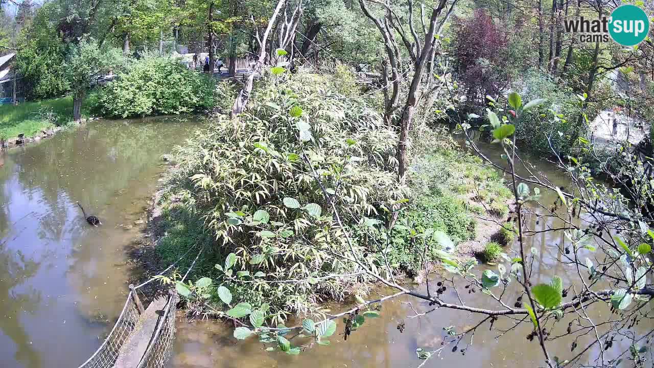 Yellow-cheeked gibbon Zoo Ljubljana livecam