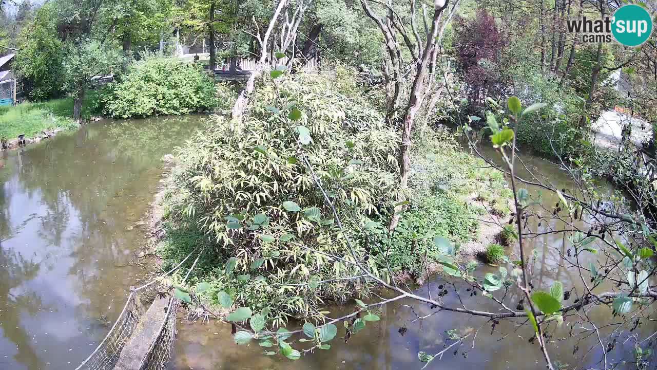 Gibon – Nomascus gabriellae – Zoo Ljubljana web kamera