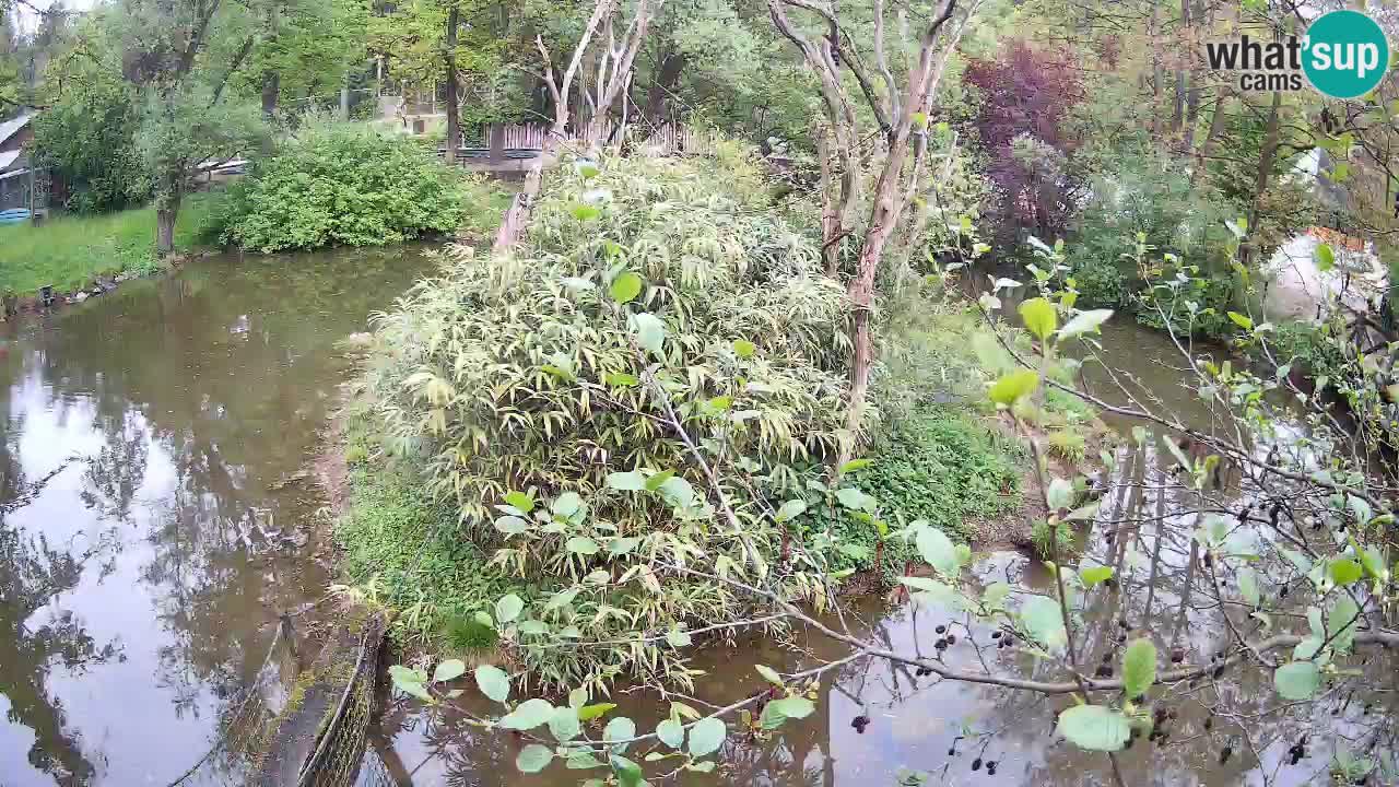 Yellow-cheeked gibbon Zoo Ljubljana livecam