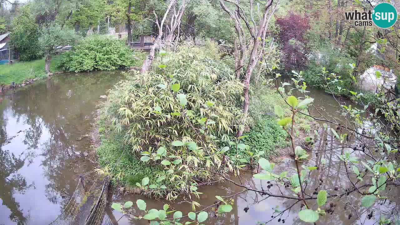 Yellow-cheeked gibbon Zoo Ljubljana livecam