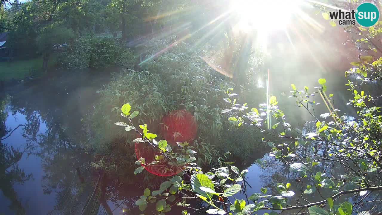 Gibbon à joues jaunes Zoo Ljubljana live cam
