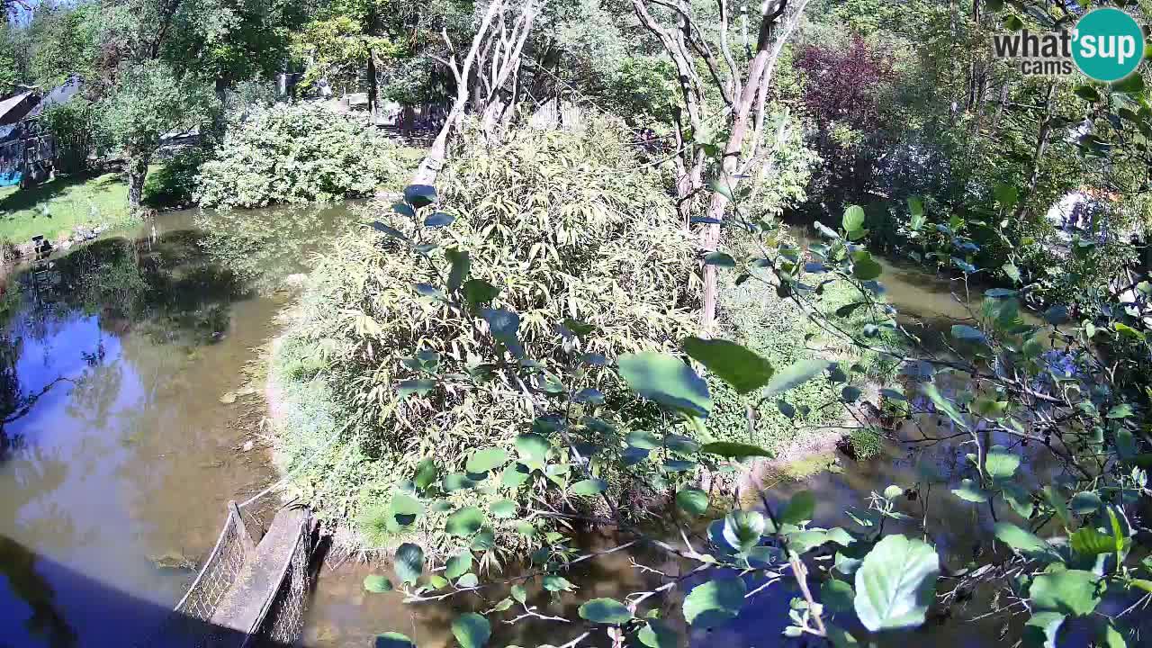 Yellow-cheeked gibbon Zoo Ljubljana livecam