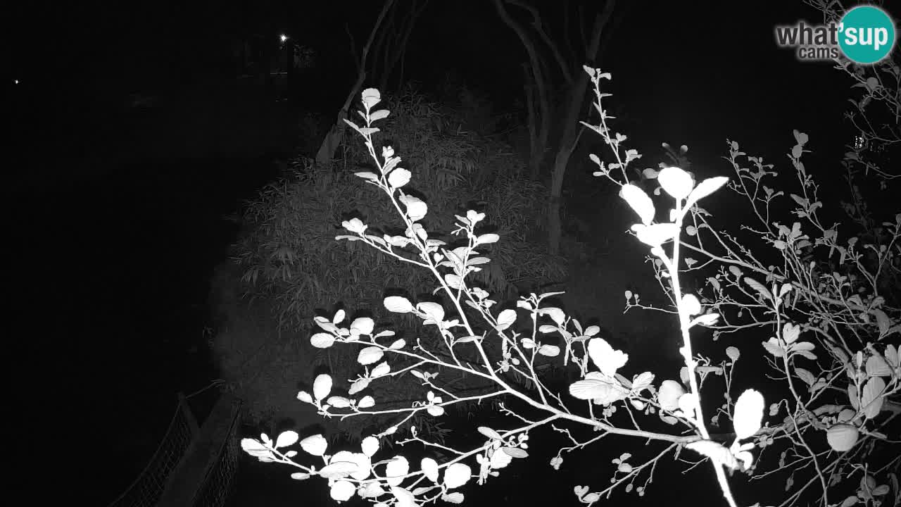 Yellow-cheeked gibbon Zoo Ljubljana livecam