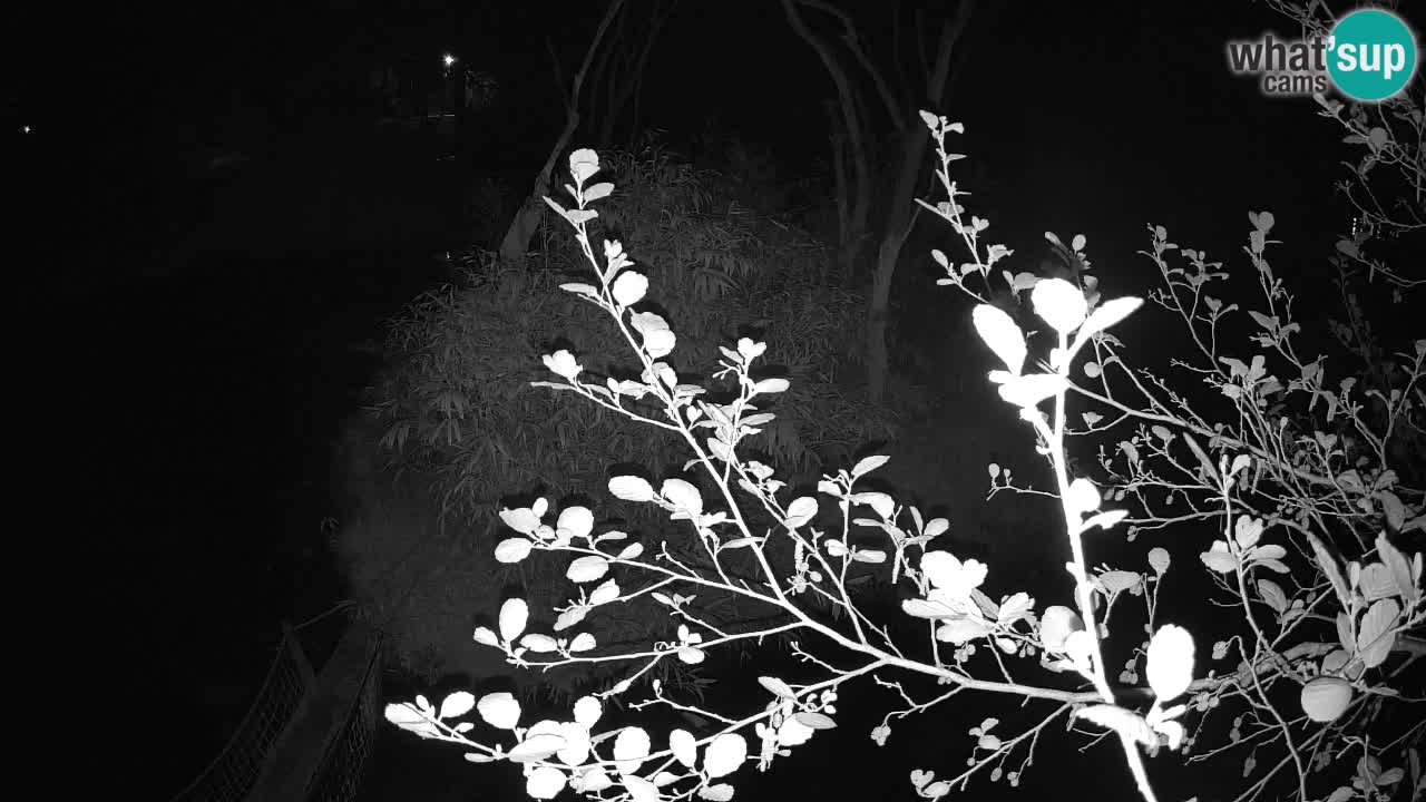 Zlatolični gibon živalski vrt Ljubljana