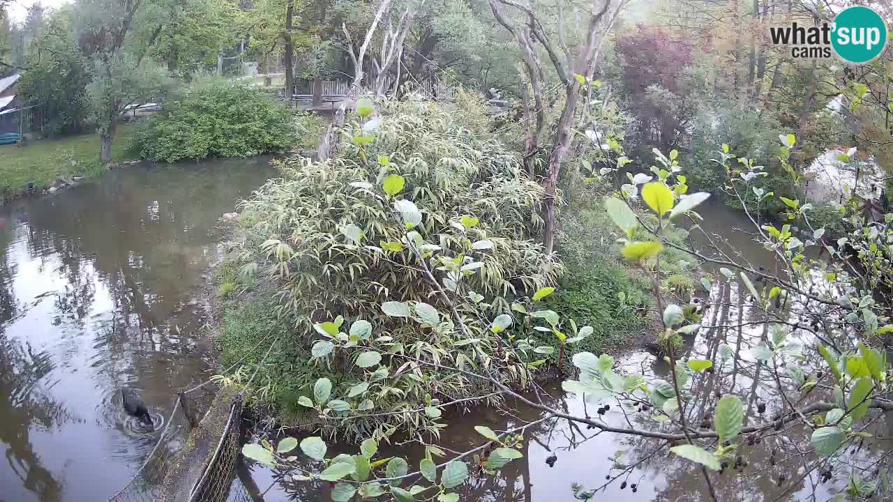 Südlicher Gelbwangen-Schopfgibbon Zoo Ljubljana webcam