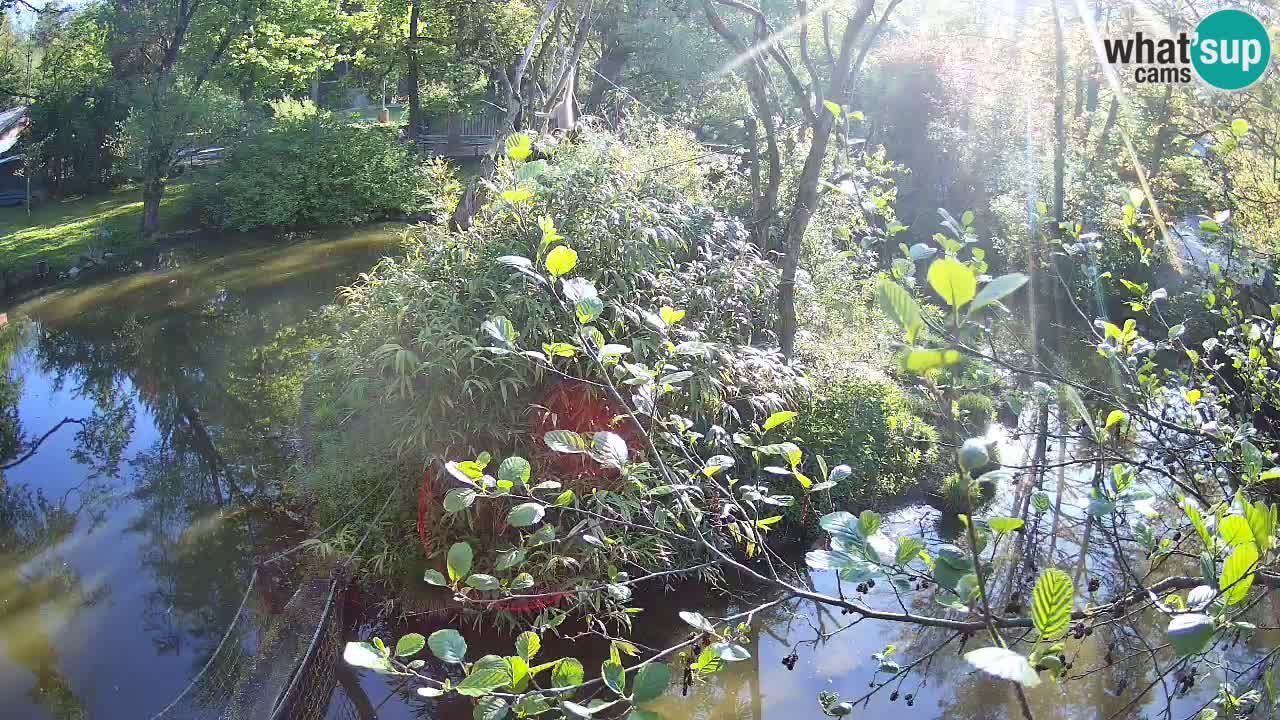 Südlicher Gelbwangen-Schopfgibbon Zoo Ljubljana webcam