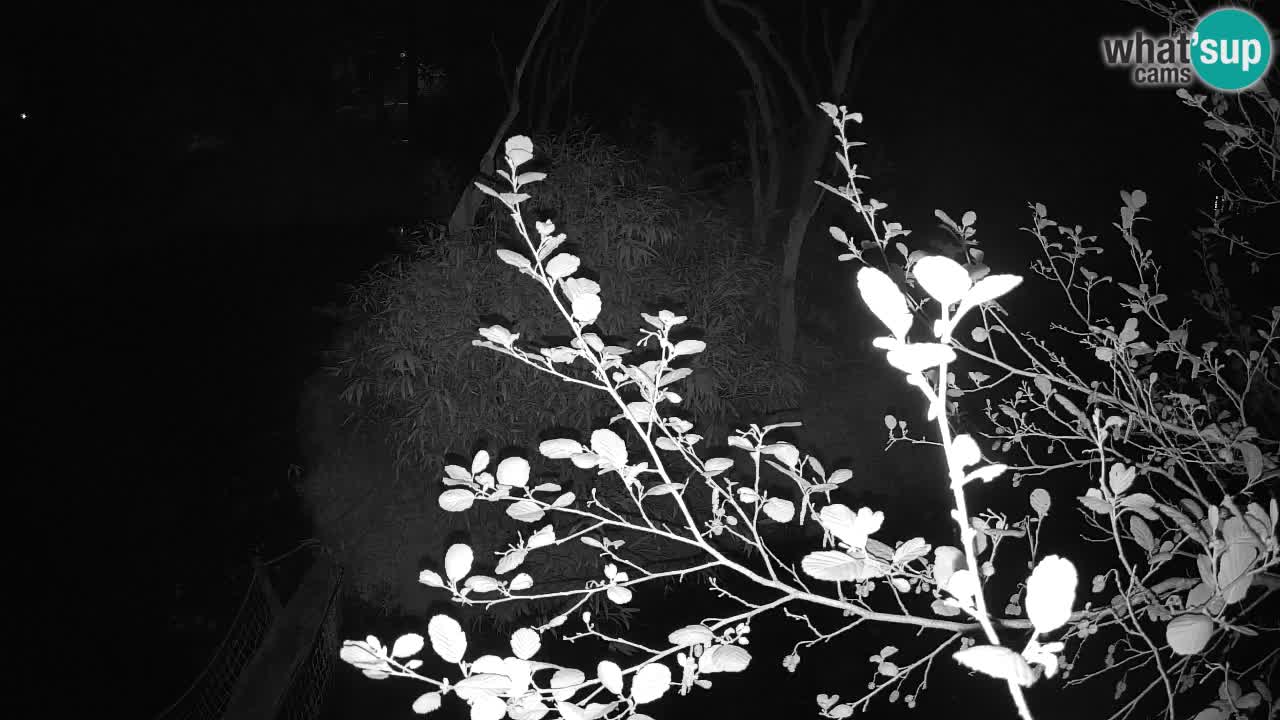 Yellow-cheeked gibbon Zoo Ljubljana livecam