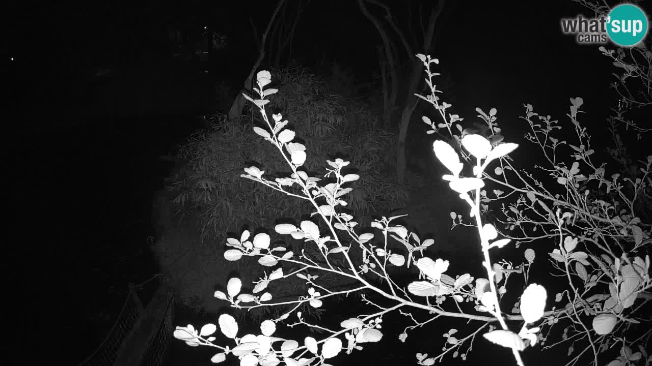 Yellow-cheeked gibbon Zoo Ljubljana livecam